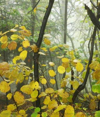 bosco-in-autunno