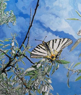 swallowtail-zebra-butterfly