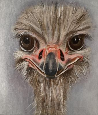 ostrich