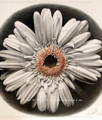 gerbera