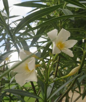 fiori-bianchi