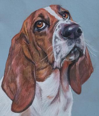 basset-hound