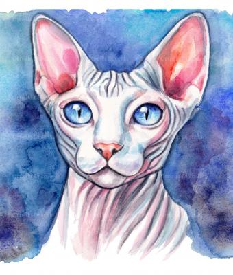 acquerello-sphynx-dipinto-a-ma