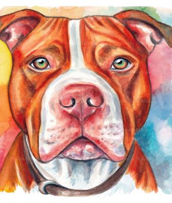 acquerello-pit-bull-terrier