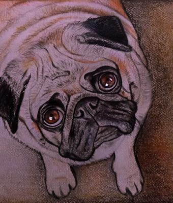 ritratto-cane-carlino-a-pastel