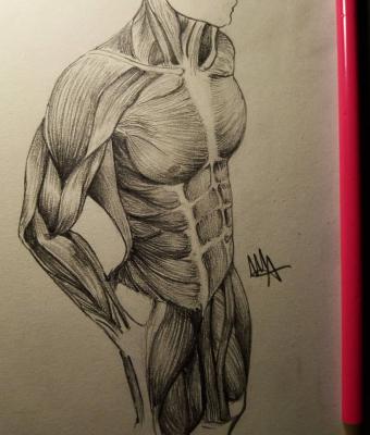 muscle-anatomy