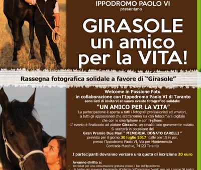 girasole-un-amico-per-la-vita