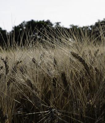 grano