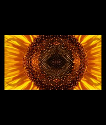 il-girasole-segreto