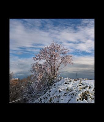 fiori-nella-neve