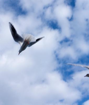 the-flight-of-the-seagulls