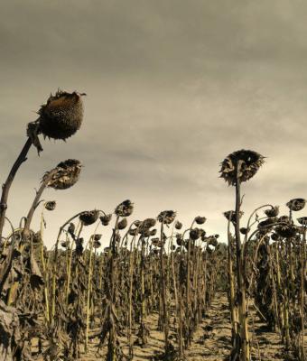 the-death-of-the-sunflowers