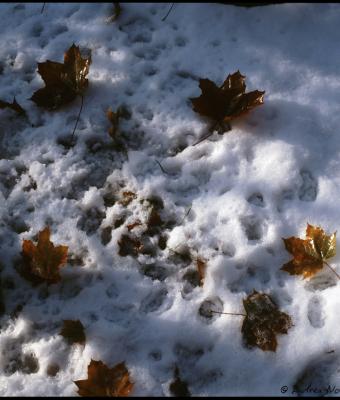 neve-snow-neige