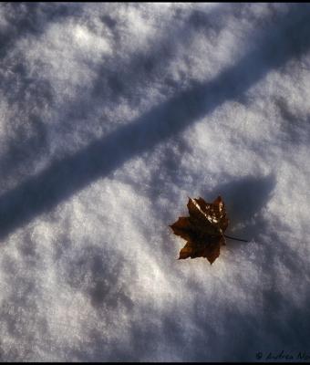 neve-snow-neige