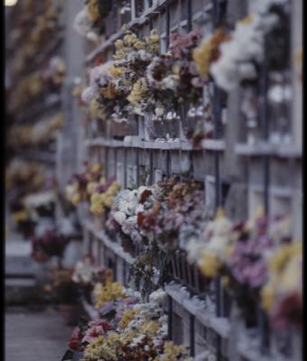 fiori-di-novembre-flowers-of