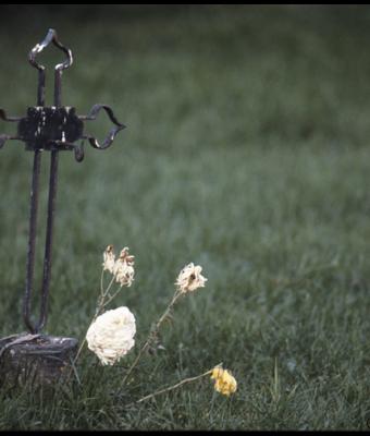 fiori-di-novembre-flowers-of