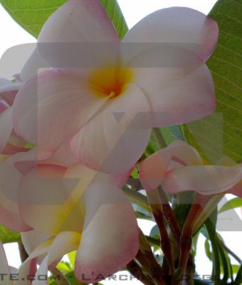 plumeria