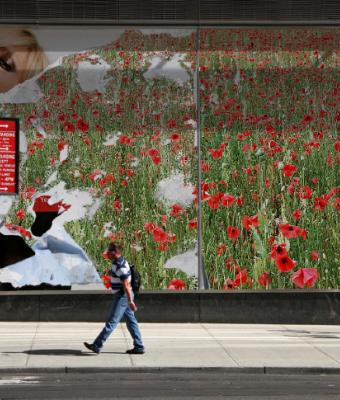 poppies-in-kassel