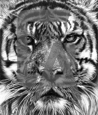 tigre