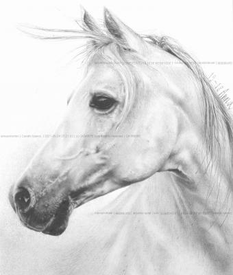 cavallo-bianco