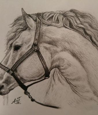 cavallo-a-carboncino