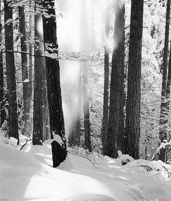 snow-falling-from-the-trees