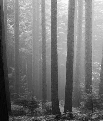 forest-and-fog-3