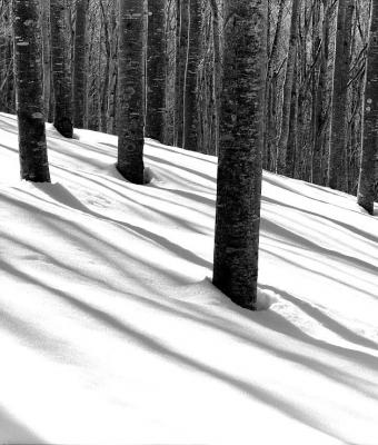 snowy-forest