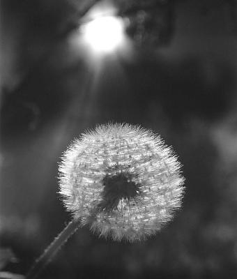 dandelion-in-backlight