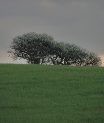 alberi