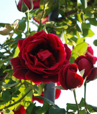 rose-in-gabbia