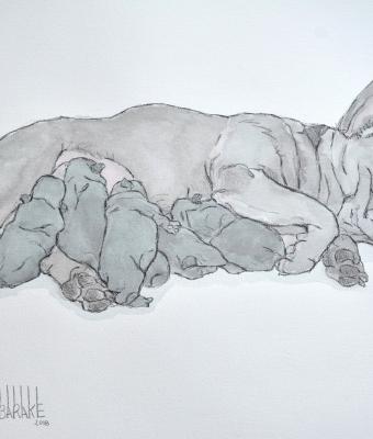 blue-french-bulldogue-maternit