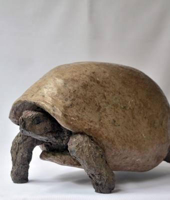 tortoise