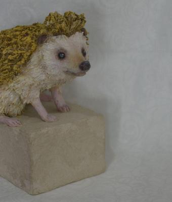 pygmy-hedgehog