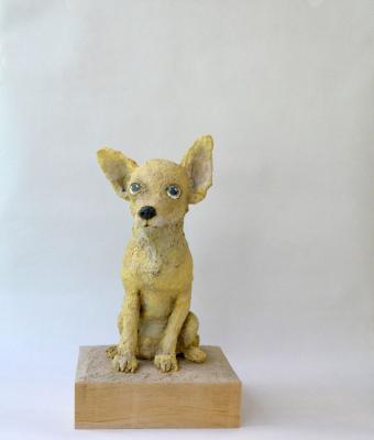 chihuahua