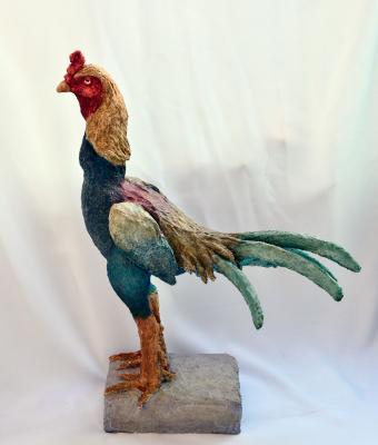 giovane-gallo