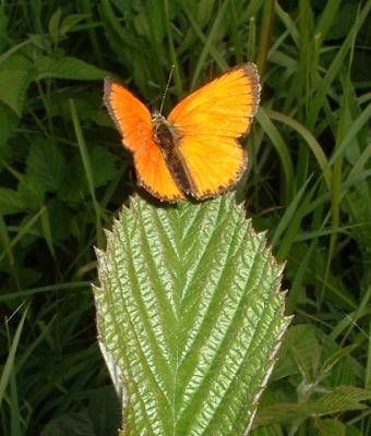 l-erba-con-farfalla-gialla