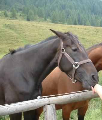 il-bacio-del-cavallo