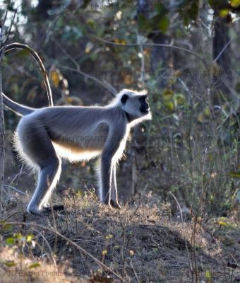 backlite-langur