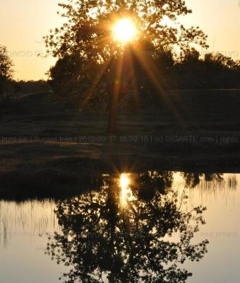 sunset-tree