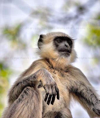 langur-lifestyle