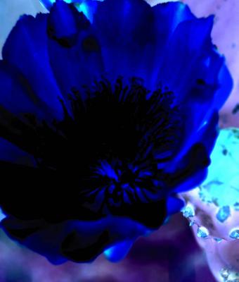 blue-period-blue-flower