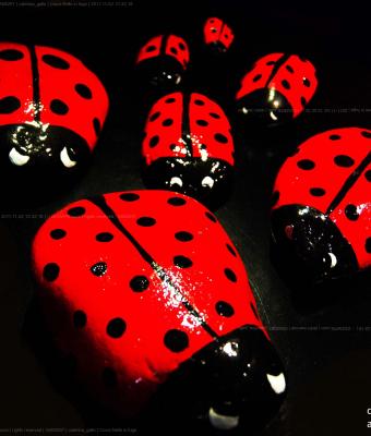 coccinelle-in-fuga