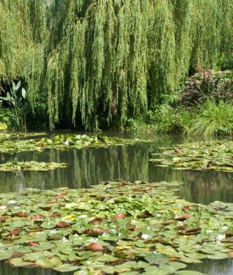 il-giardino-di-monet-francia