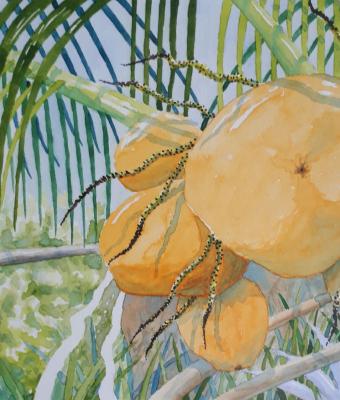 golden-coconut-seychelles