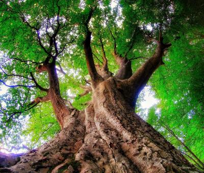 gabriele-parrillo-alberi-in-cammino