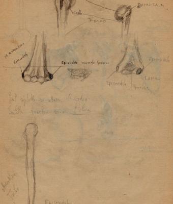 schizzi-di-anatomia-2-clavico