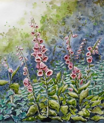 digitalis-purpurea