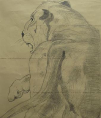 study-of-lioness-from-behind