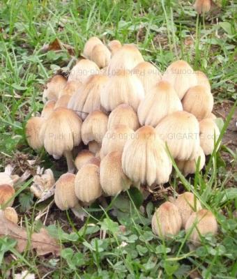 mushrooms-in-the-park